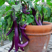 Load image into Gallery viewer, 100pcs/bag Purple Round Eggplant Seeds Organic Eggplant Vegetable Seeds Bonsai Plants
