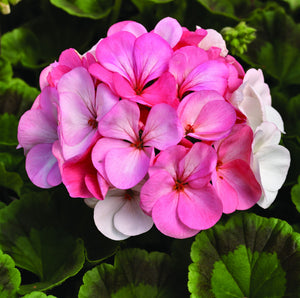 5PCS Red Apple blossom Geranium Seeds plant Perennial Bonsai Flower Seeds plants Rare Big-blooms Pelargonium Hortorum For Garden Plant