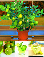 Load image into Gallery viewer, 10pcs kaffir lime seeds (Citrus aurantifolia) organic fruit Lemon Bonsai Tree seeds pot plants
