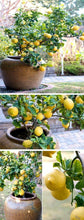 Load image into Gallery viewer, 20pcs/bag Bonsai Dwarf Lemon Tree seed Edible Fruit Meyer Lemon plants Exotic Citrus limon bonsai tree potted plants for home garden
