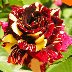 100pcs/bag Rainbow Rose Tree Seeds and Mini Rose Bonsai Rare Flowers Seeds Plants Bonsai Tree Balcony & Yard Potted for home garden Plants