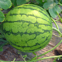 Load image into Gallery viewer, 30pcs Giant Black Watermelon Seeds Rare Fruit and Vegetable plant Sweet Juicy Water Melon Seeds Home Garden Bonsai plants planting
