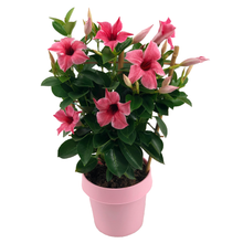 Load image into Gallery viewer, 100pcs/bag Mandevilla Dipladenia Seeds Bonsai indoor plants Ornamental Plant for home garden courtyard
