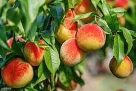 2pcs Honey peach Seeds Fruit bonsai Prunus persica perennial dwarf meltingfleshed peach tree Delicious fruit bonsai for home garden plants