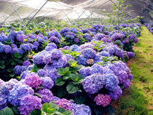 Load image into Gallery viewer, 10PCS blue Hydrangea Flower Bonsai flower Fort Viburnum Hydrangea Flower Seeds Macrophylla Potted Plants For Home Garden Planting Flowers
