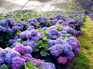 10PCS blue Hydrangea Flower Bonsai flower Fort Viburnum Hydrangea Flower Seeds Macrophylla Potted Plants For Home Garden Planting Flowers