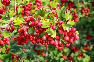 15PCS/bag bonsai Hawthorn Fruit Seeds plants giant perennial garden flower plant bonsai plants healthy delicious fruit tree plant