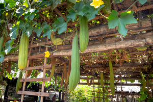 10pcs Long Loofah Seeds Vegetable Plants Luffa cylindrica Organic non-GMO healthy vegetables plantas for home garden plants planting