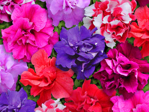 100pcs Double Flap Petunia Seeds bonsai beautiful Petunia flower perennial indoor flowering potted plant for home garden flower plants