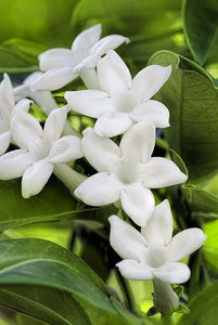 20Pcs/Bag Jasmine Flower Seeds Bonsai Beautiful Jasminum Sambac Flower Bonsai perennial indoor flowering plant For Home Garden Potted Plants