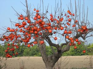 20Pcs Persimmon Seeds Bonsai Exotic Bonsai Beautiful Delicious Diospyros Kaki Fruit Seeds Tree Home Garden Plants Fruit Bonsai Potted plants