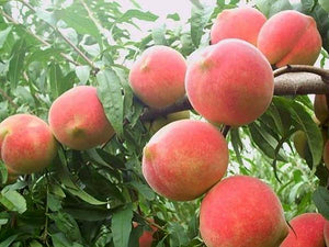 2pcs Honey peach Seeds Fruit bonsai Prunus persica perennial dwarf meltingfleshed peach tree Delicious fruit bonsai for home garden plants