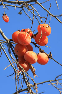 20Pcs Persimmon Seeds Bonsai Exotic Bonsai Beautiful Delicious Diospyros Kaki Fruit Seeds Tree Home Garden Plants Fruit Bonsai Potted plants